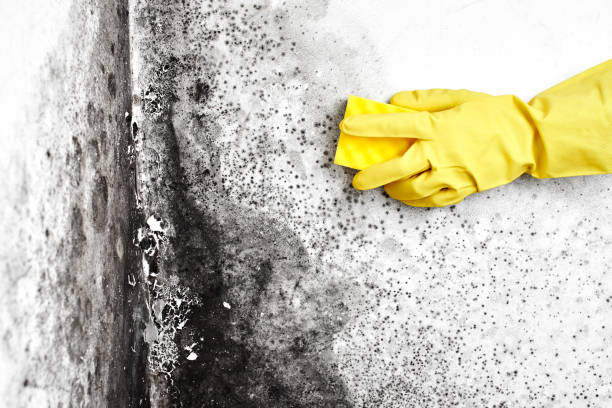 Best Local Mold Removal Service  in St Helena, CA