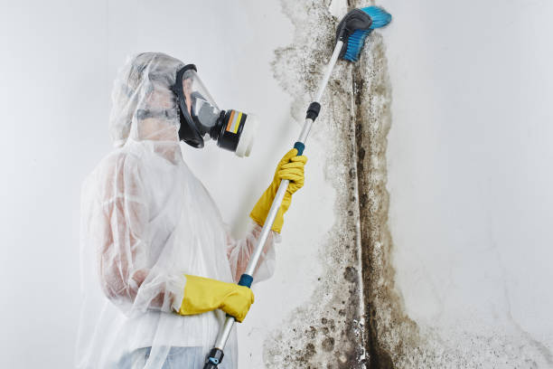 Best Crawl Space Mold Removal  in St Helena, CA