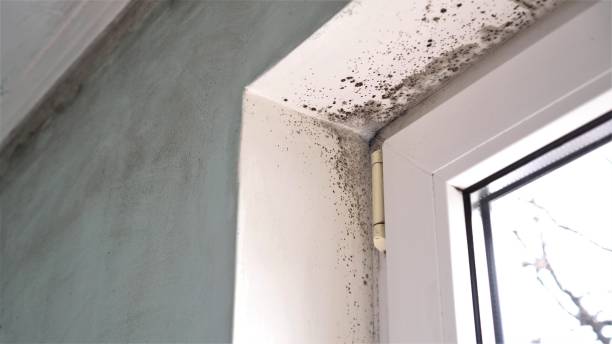 Best Commercial Mold Removal  in St Helena, CA