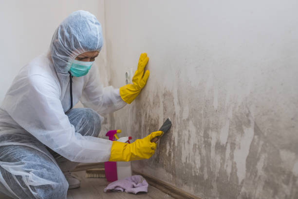 Best Same-Day Mold Removal  in St Helena, CA