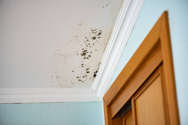 Best Toxic Mold Removal  in St Helena, CA