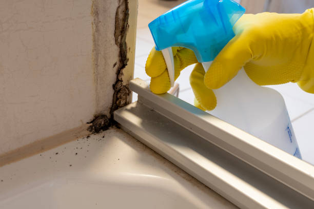 Best Office Mold Removal Services  in St Helena, CA