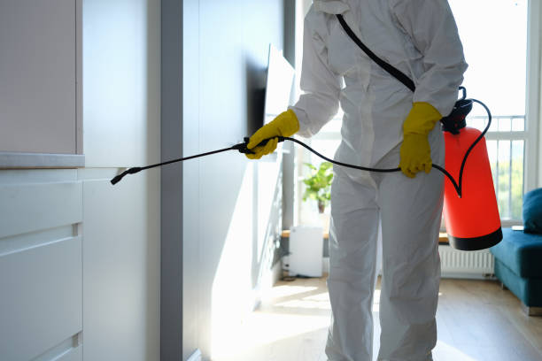 Best Fast Mold Removal  in St Helena, CA