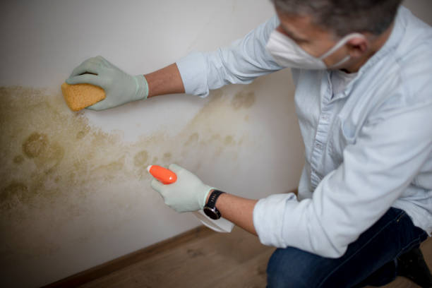 Best Mold Testing  in St Helena, CA