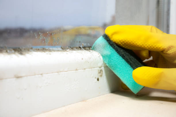 Best Home Mold Removal  in St Helena, CA