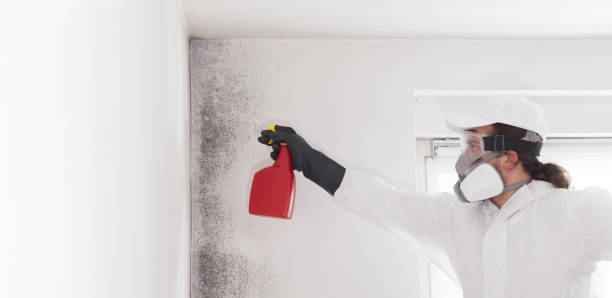 Best Professional Mold Removal  in St Helena, CA