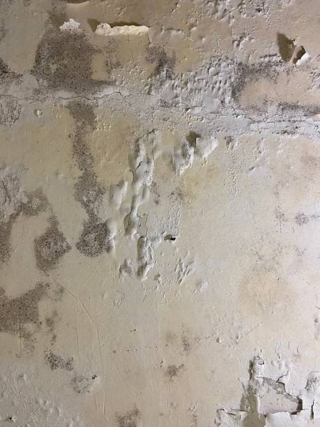 Best Residential Mold Removal  in St Helena, CA