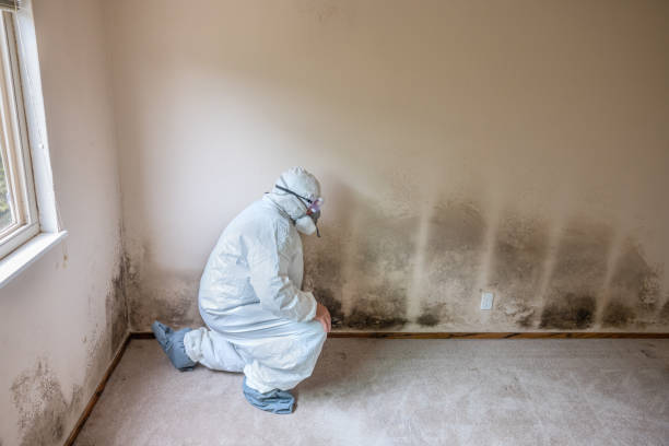 Best Certified Mold Removal  in St Helena, CA