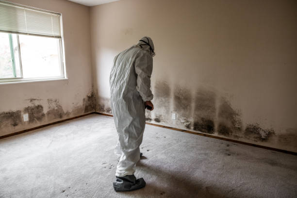 Trusted St Helena, CA Mold Removal Experts