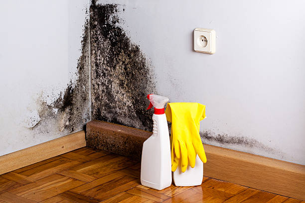 Best Affordable Mold Removal  in St Helena, CA