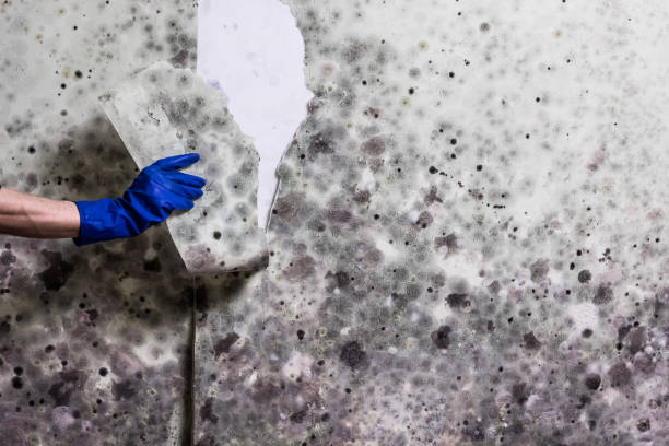 Best Mold Testing  in St Helena, CA