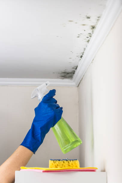 Best Same-Day Mold Removal  in St Helena, CA